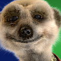 Meercat