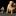 Funny-dog_1