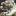 Tigers_great_