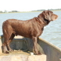 Jake_in_widgeon