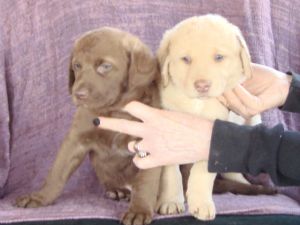AKC Chesapeake Bay Retriever Pups Sire & Dam on Site 173.75 miles