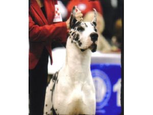 My Memorials app page on Facebook