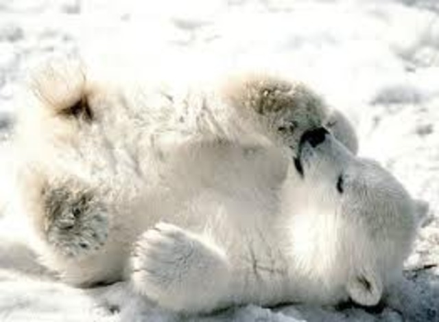 Polar Bears Timeline Timetoast Timelines Polar Bears Timeline Timetoast Timelines
