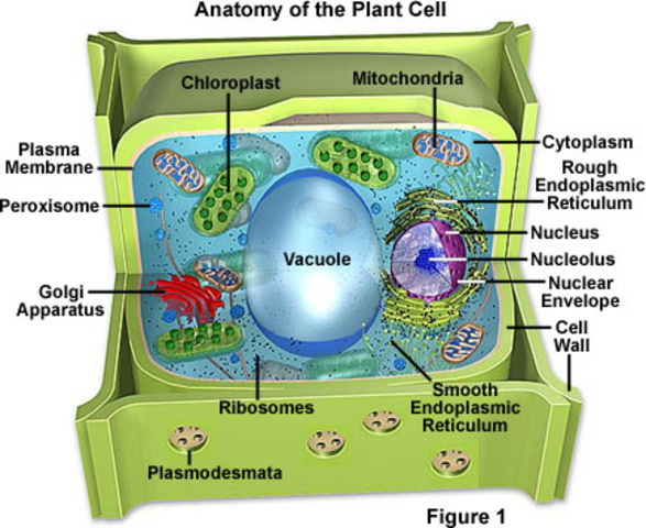 Cell Theory Timeline Timetoast Timelines