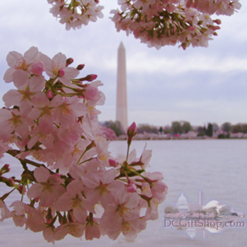 Cherry Blossom Dating
