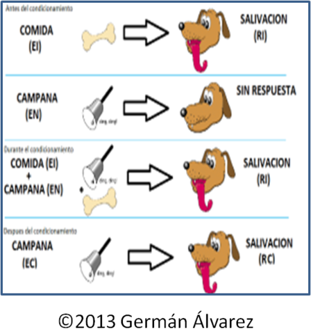 Pavlov y su teoría del aprendizaje: Descubre cómo funciona el condicionamiento clásico Pavlov teoria del aprendizaje