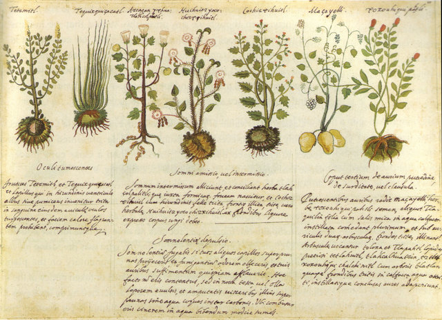 History Of Herbal Medicine timeline Timetoast timelines