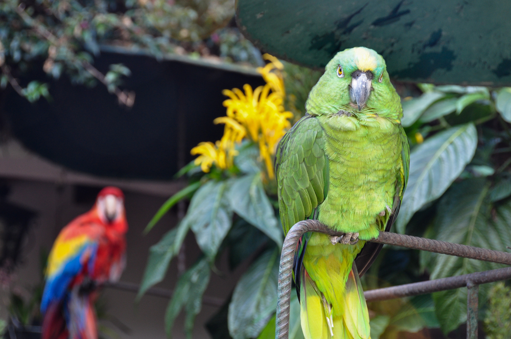 Parrots in Chichicastenango_357845300