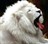 lionosh