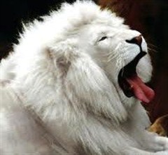 lionosh