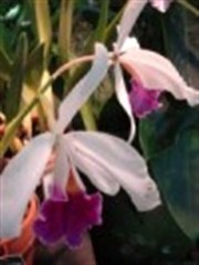 bloomberger