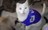 TheCatLady