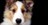 chidawg1