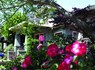 Rockridge