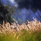Dubi Roman