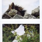 Untitiled detail from The  Journal of a Sea Animal Living on Land