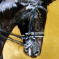Horse (2)