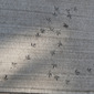Concrete thoughts, Bird brain