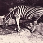 Zebrification horns in