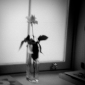 Rose in the Window