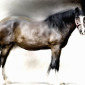 SHIRE HORSE