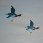 Free as a Bird