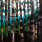 Dreamscape