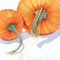 Pumpkin Stems V