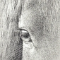 Horse Eye