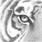 Eye of the Tiger