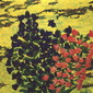Campanula