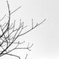 white sky
