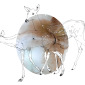 damaged fawns