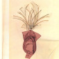 Lady Gardens