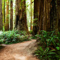 California redwoods