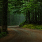 In the Forest