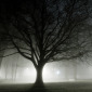 The Oak Tree