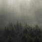 The fog over the forest