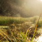 Sunlight on the grasses
