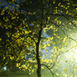 The golden tree