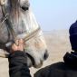study horse man