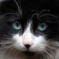 The King of Cats