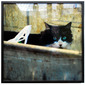 King of Catzz