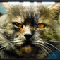 Tomcat Popo