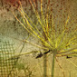 Acid Rain