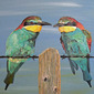 On The Wire, Bee-eaters. 