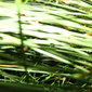 green desire