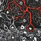 The Chosen Root
