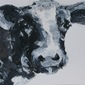 Cow study 10
