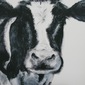 Large cow 1